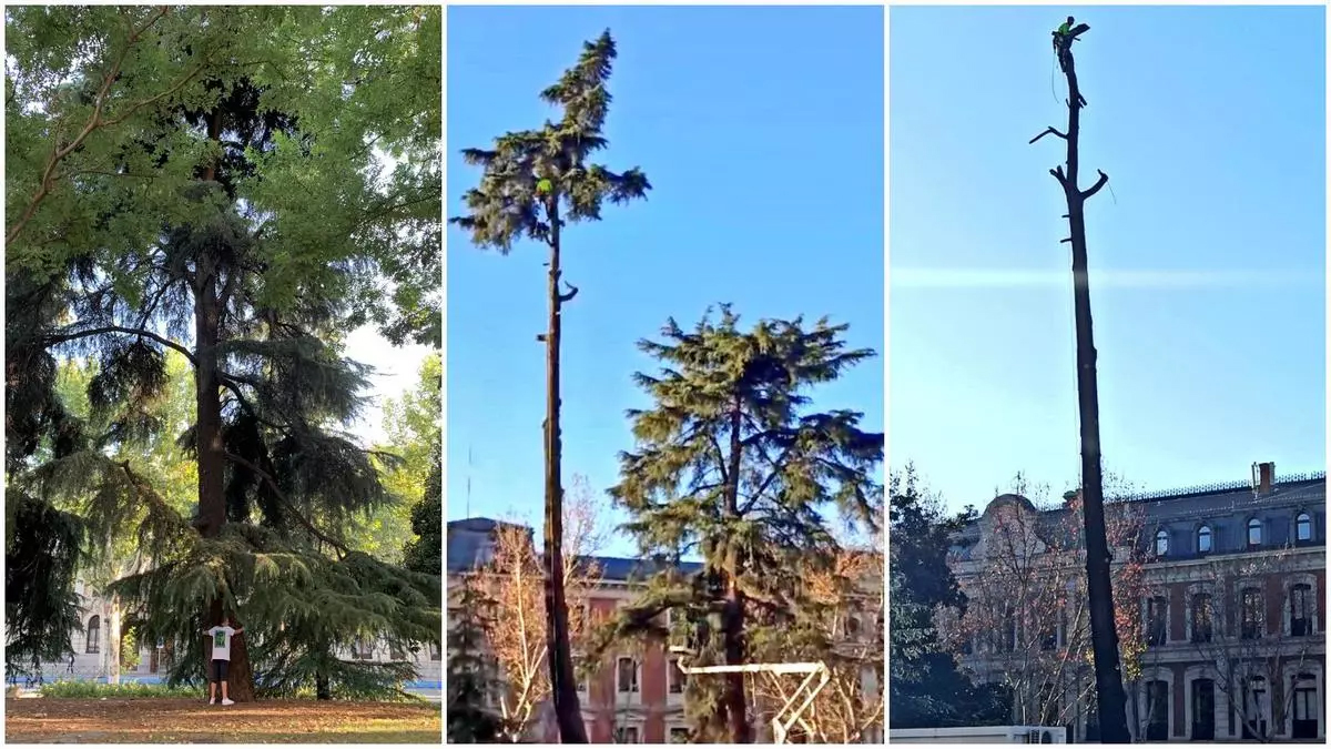 Los árboles talados en el Paisaje de la Luz también eran Patrimonio